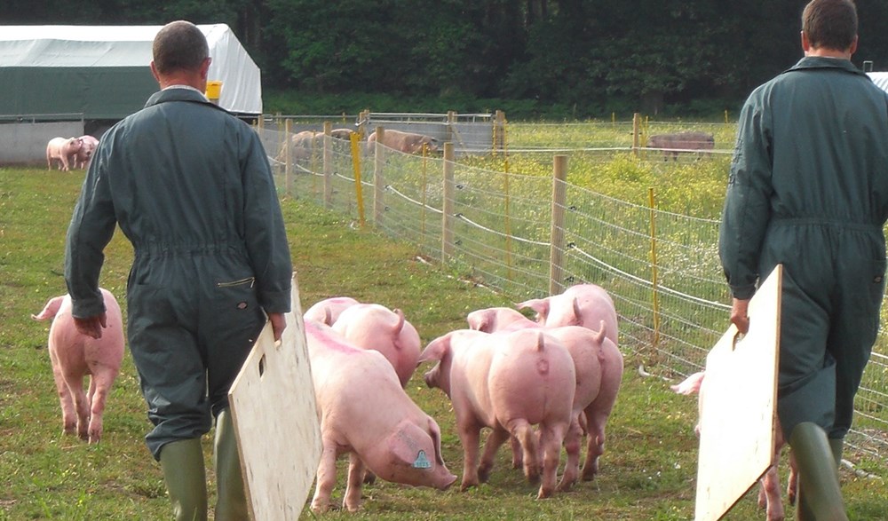 Stockpeople moving outdoor gilts